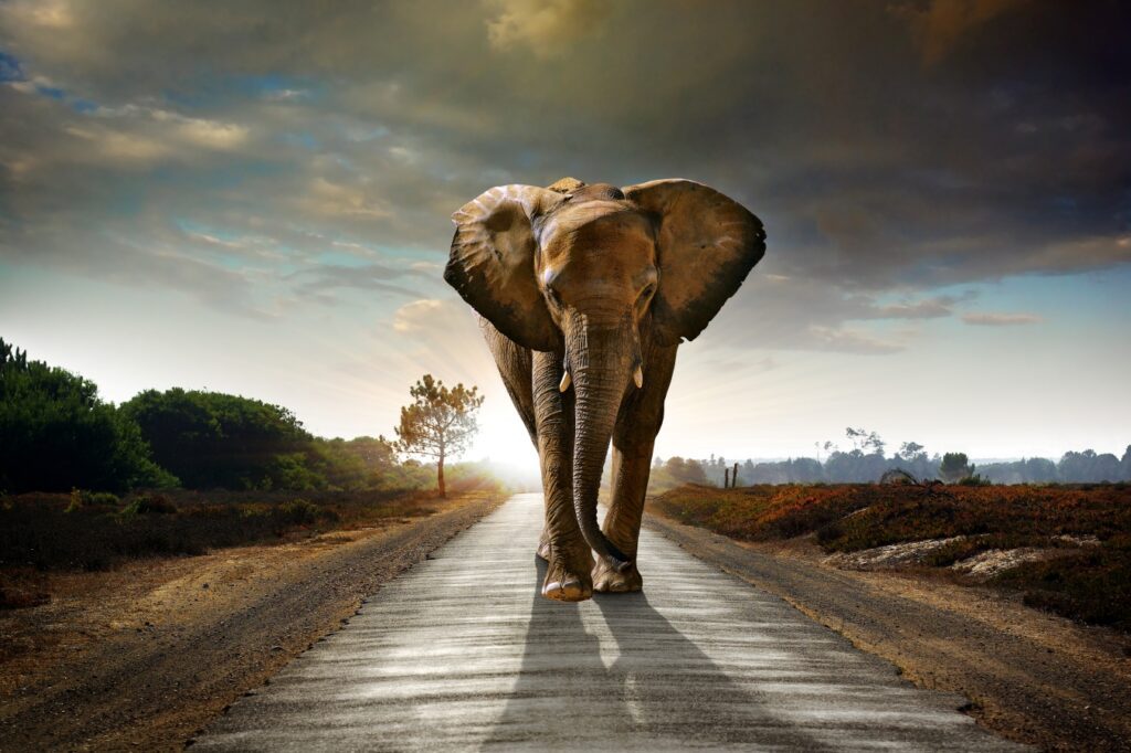 Tembo bedeutet auf Kisuaheli Elefant; Bild: Depositphotos