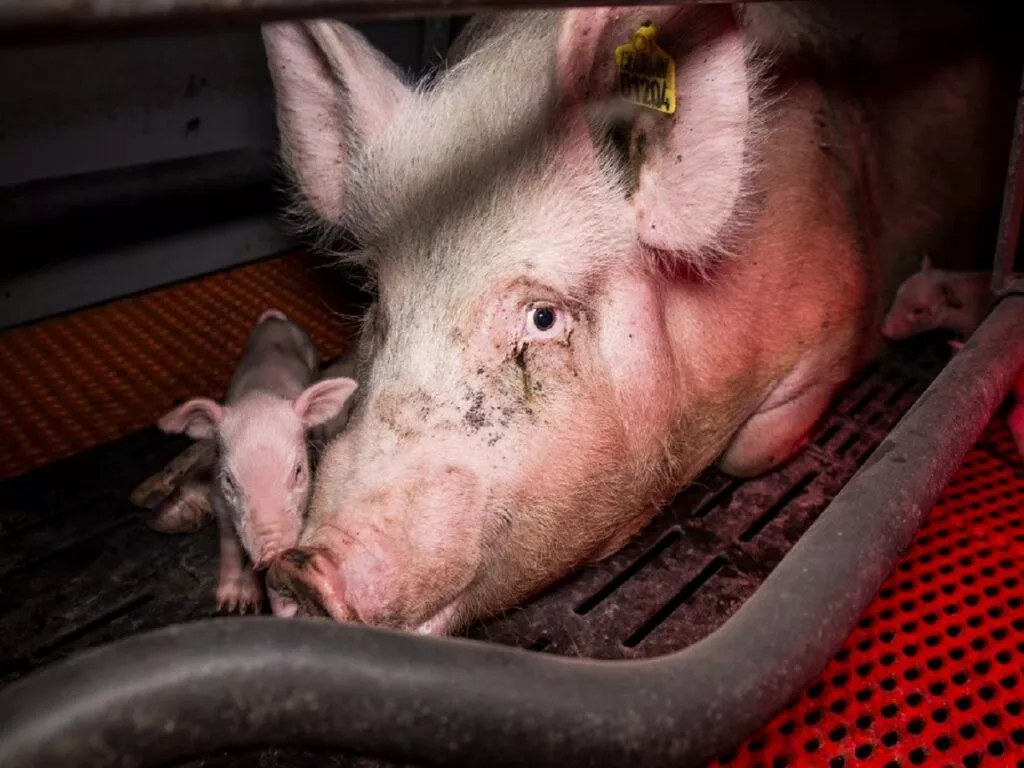 Kein Muttertag für Tiere - So sehr leiden die Muttertiere in der Tierindustrie