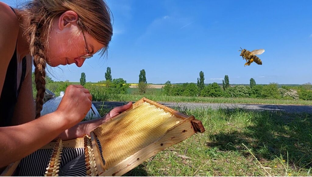 Die Wissenschaftlerin Lena Frank entnimmt aus einer Brutwabe kleinste Bienenlarven. Daraus entstehen dann neue Königinnen.