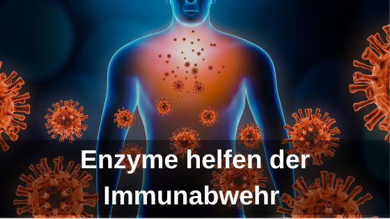Enzyme helfen der Immunabwehr (Die Bildrechte liegen bei dem Verfasser der Mitteilung.)