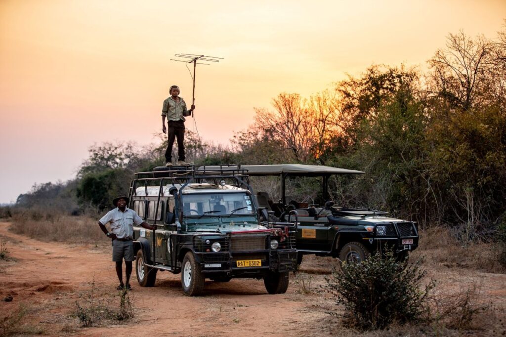 Rewild Zambezi - epische Umsiedlung von Wildtieren
