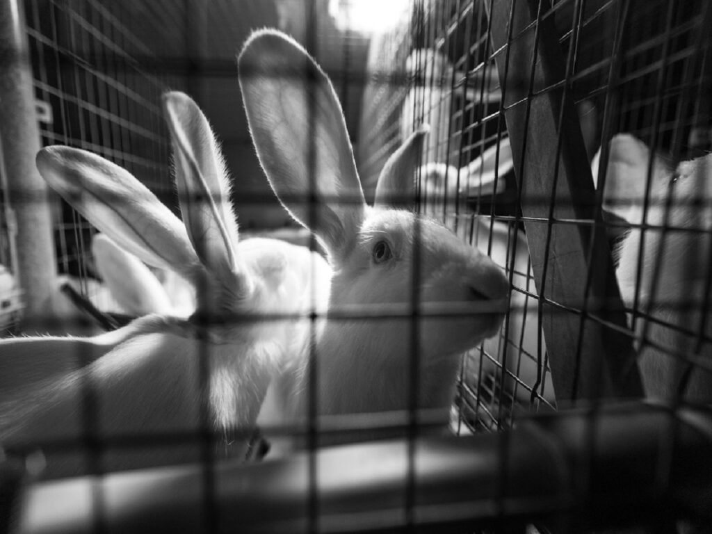 Versteckte Kameras filmen Misshandlungen in größten Kaninchenzuchtanlage Deutschlands - Kaninchen brutal totgeschlagen