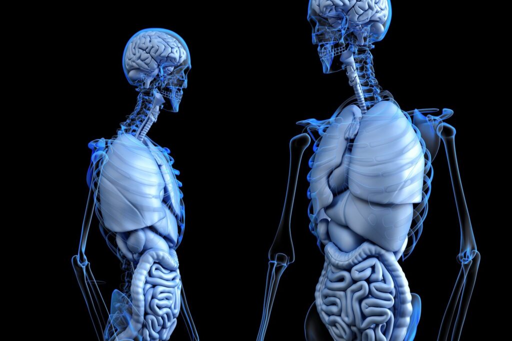 Eine AG hat definitiv andere Organe als ein menschlicher Körper (Bildquelle: pixabay)