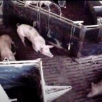 Dem Deutschen Tierschutzbüro liegt aus 7 Westfleisch-Zulieferbetrieben erschreckendes Video- und Fotomaterial vor.