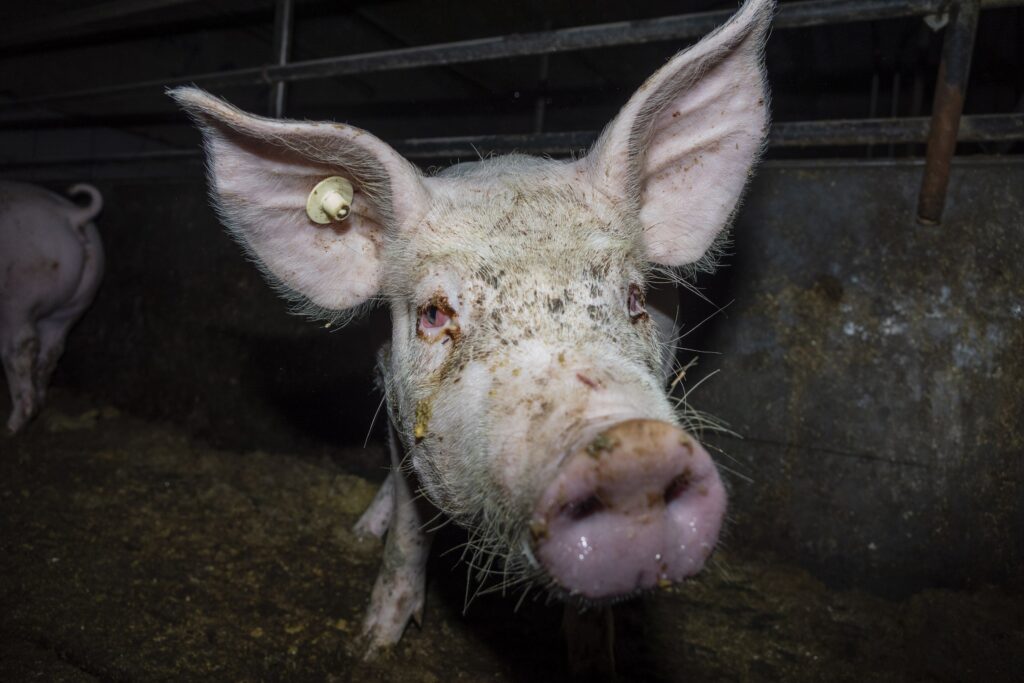 Misshandlung von Schweinen in Westfleisch Zulieferbetrieben gefilmt