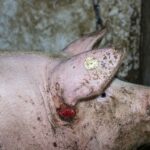 Tierquälerei in 7 Westfleisch Zulieferbetrieben aufgedeckt - einer davon ist in Beckum-Neubeckum