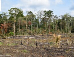 Tag der Tropenwälder am 14.09.: Gerät der Kampf um die letzten Tropenwälder in Vergessenheit?