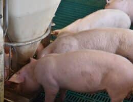 Schweinefütterung anders denken – für die Zukunft planen