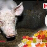 Shitstorm gegen Haribo: Der Süßwarenkonzern bezieht Gelatine von Westfleisch