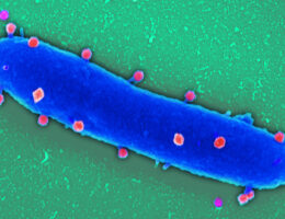 Phagen (rot) angedockt an eine Pseudomonas aeruginosa (blau) (Die Bildrechte liegen bei dem Verfasser der Mitteilung.)