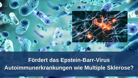 Fördert das Epstein-Barr-Virus Autoimmunerkrankungen wie Multiple Sklerose? / Bioresonanz-Redaktion (Die Bildrechte liegen bei dem Verfasser der Mitteilung.)