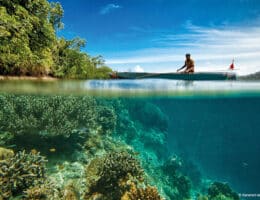Korallenriffe rekonstruieren: Die Regenwälder der Meere