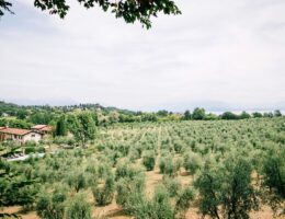 Bilduntertitel: Blick vom Hofladen auf den hauseigenen Olivenhain und den Gardasee (© Calvino Gusto Supremo)
