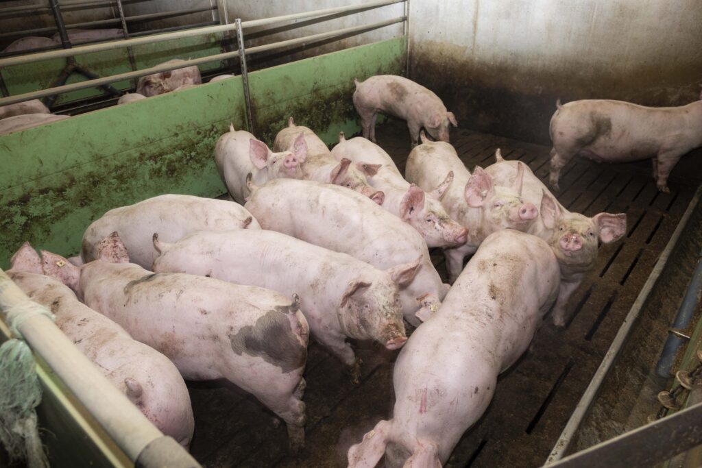 Skrupelloser Schweinemäster erschießt Schweine mit seinem Gewehr und muss sich jetzt vor Gericht verantworten