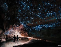 Glow Worm: Neuseelands klebriger Höhlen-Sternenhimmel