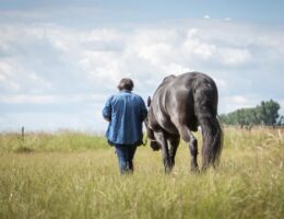 Ausbildung Trauerbegleitung mit Pferd (© EQzellent )