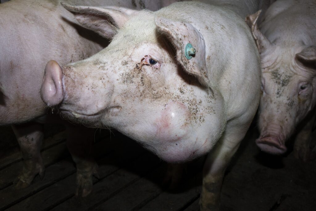 Verantwortliche der größten Schweinemast Niedersachsens stehen vor Gericht