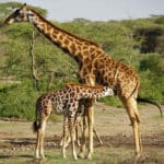 Auf nachhaltigen Walking-Safaris Tansania entdecken