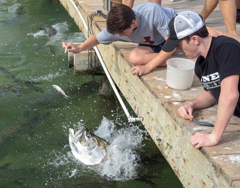 Auf den Florida Keys kann man urzeitliche Tarpune mit der Hand füttern. (Bildquelle: Rob O&apos;Neal