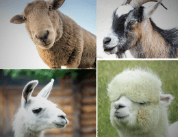Workshop: Tierärztliche Betreuung von Schaf, Ziege, Lama und Alpaka als Patienten in der Nutztierpraxis