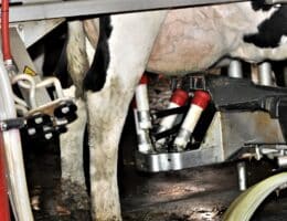 Eutergesundheit im Milchkuhbetrieb- Die große Aufgabe und Verantwortung für Tierarzt und Landwirt