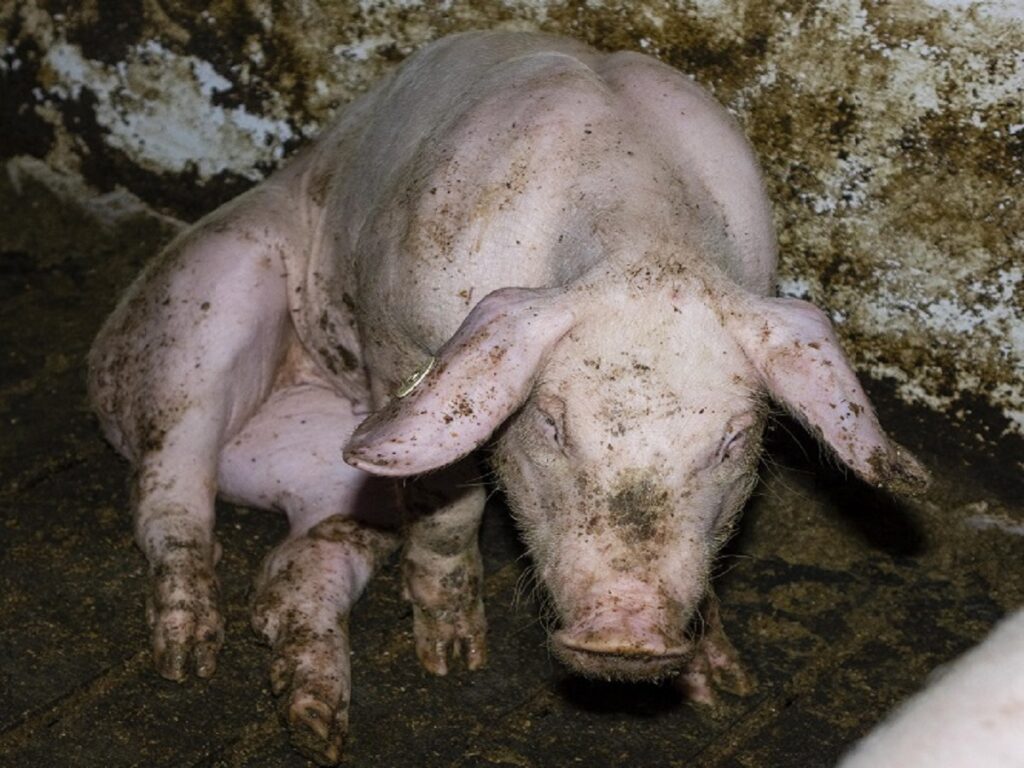 Nach Vorwürfen wegen Tierquälerei: Westfleisch-Zulieferer aus Beckum-Neubeckum muss Geldauflage zahlen