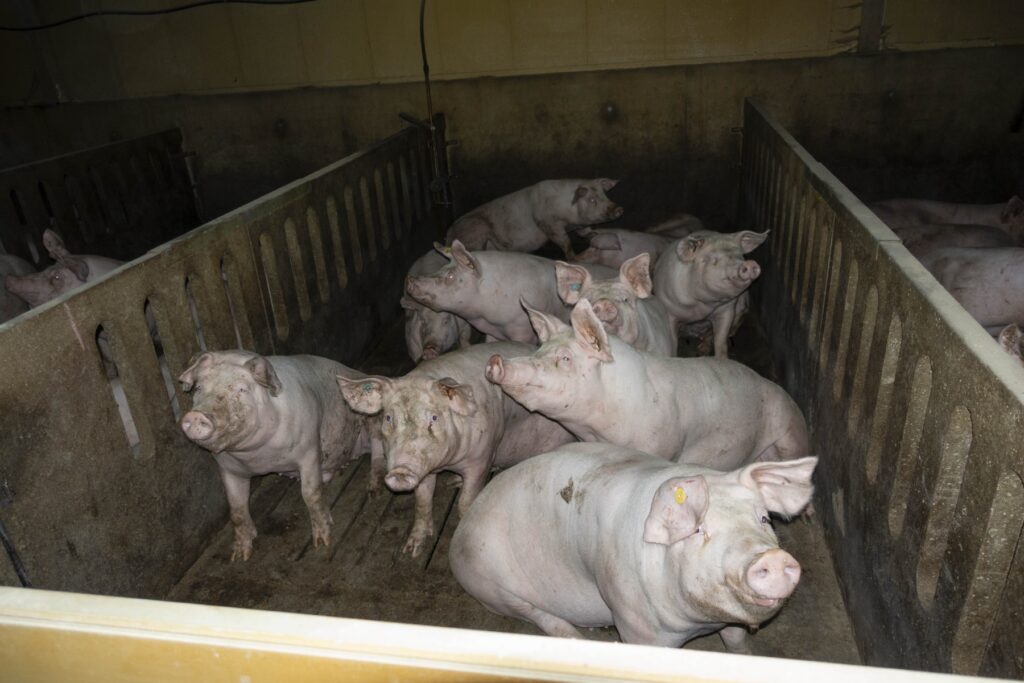 Verantwortliche der größten Schweinemast Niedersachsens wegen Tierquälerei verurteilt