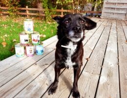 Tiernahrungsexperten - Der Blog für gesunde Hundeernährung