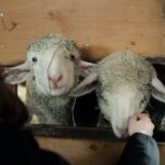 Emotionale Tierbefreiung: Zwei Lämmer aus Schlachthof gerettet! - Patenschaften dringend gesucht