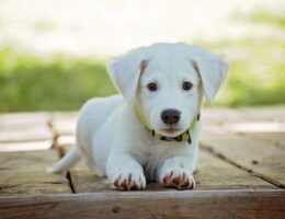 Tipps zur Auswahl der richtigen Hundeversicherung: Sicherheit und Schutz für das geliebte Haustier
