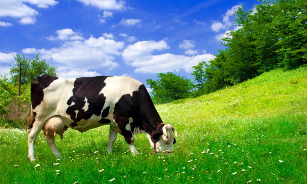 Holsteiner Kuh auf der Weide