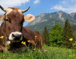 Kühe sollen sich wohlfühlen im "Agriversa ZukunftsStall 4.0"