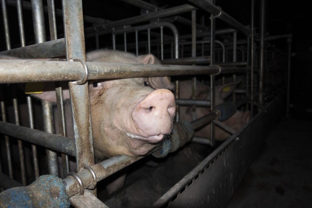Grausame Zustände in Schweinehaltung aufgedeckt - Deutsches Tierschutzbüro erstattet Strafanzeige gegen Schweinebetrieb in NRW