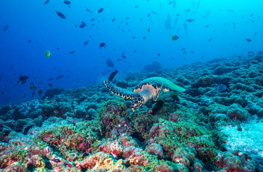 Kandima Maldives setzt sich für Meeresschildkröten ein
