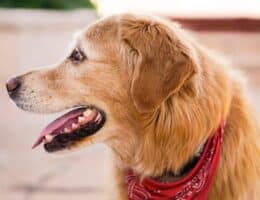 Futtern ohne Reue: Zahnstein beim Hund entfernen und vorbeugen