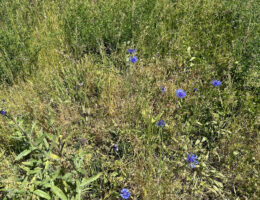 Artenschutz am Stromnetz: Hier wachsen die ersten Blüten auf einer Fläche am Umspannwerk des Netzbetreibers E.DIS in Brandenburg.