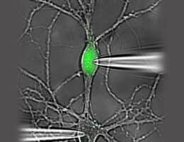 Die Kunst der Neurowissenschaft:Synaptische Übertragung und Plastizität in isolierten Neuronen