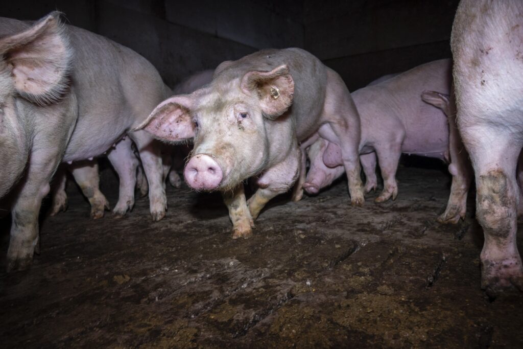 Skrupelloser Schweinemäster muss sich vor Gericht verantworten: Versteckte Videoaufnahmen zeigen Tierquälerei