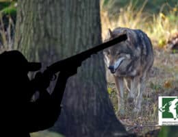 Irrer Stellvertreterkrieg gegen Wölfe und ihren EU-Schutzstatus