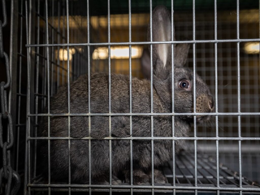 Staatsanwaltschaft ermittelt weiterhin wegen möglicher Tierquälerei in Deutschlands größter Kaninchenzucht