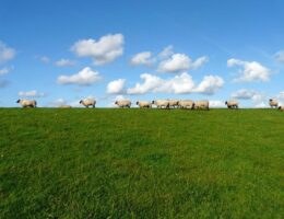 Schafwollpellets - Die natürliche Düngungslösung von floraPell