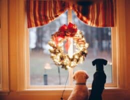 Advent mit Hund: Stimmungsvoll genießen – Gefahren vermeiden