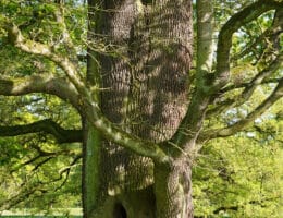 DIE Baumkalender 2024 – Wandkalender & Großformat – Baumgestalten & Baumleben – Täglich Bäume im Kalender 2024