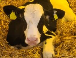 Kuhkälber – Prinzessinnen der Milchviehbetriebe: Ein AVA-Update gemeinsam für Tierärzte und Landwirte