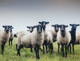 Tierische Landschaftspfleger und wertvolle Woll-Lieferanten: die Rauhwolligen Pommerschen Landschafe (© Calling Sheep | OAR)
