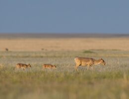Erfolg für den Naturschutz:Die Saiga-Antilope ist nicht mehr ‘vom Aussterben bedroht’