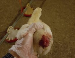 Nach Aufdeckung von Tierquälerei: Geflügelbetrieb entlässt Mitarbeitende & Hauptabnehmer REWE beendet Zusammenarbeit