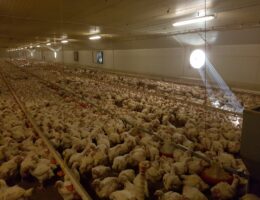 Bundestierschutzbeauftragte äußert sich zur aktuellen Aufdeckung von Tierquälerei in einem Hühnermastbetrieb