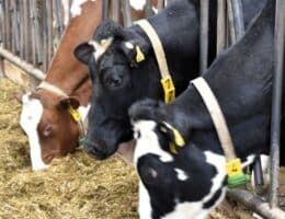 Führt späteres Besamen bei Milchkühen zur Verbesserung von Stoffwechsel, Milchleistung und Fruchtbarkeit?