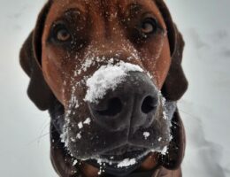 Winter-Tipps vom Bund Deutscher Tierfreunde (Die Bildrechte liegen bei dem Verfasser der Mitteilung.)
